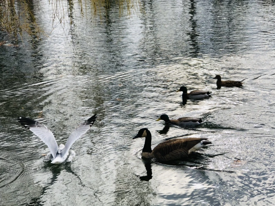 IMG_8681.jpg?type=w966