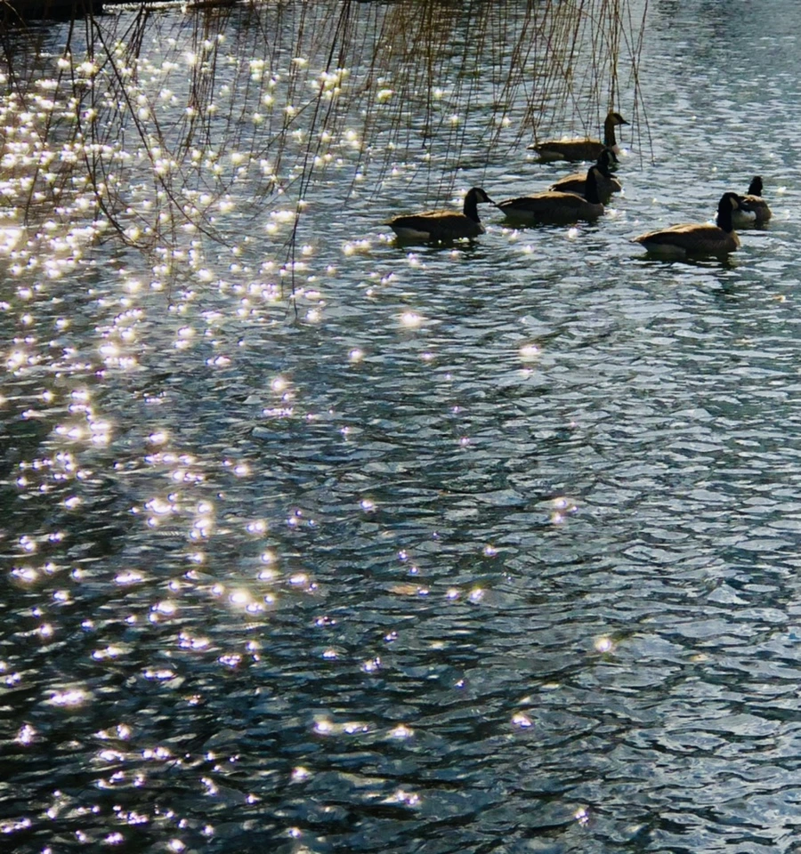 IMG_5216.jpg?type=w966