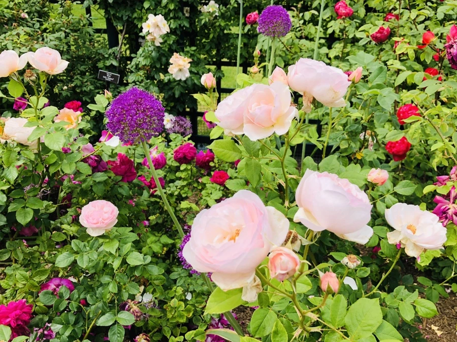 IMG_5708.jpg?type=w966