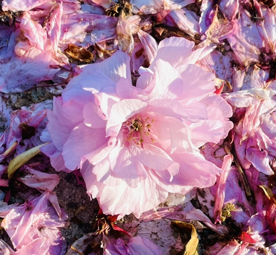 IMG_5915.jpg?type=w966