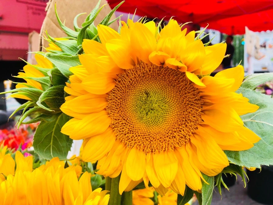 IMG_9935.jpg?type=w966