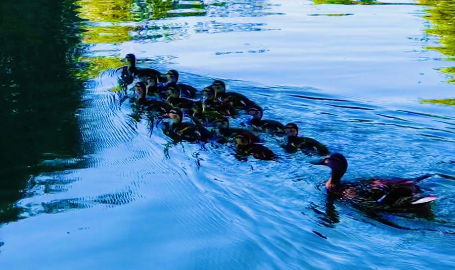 IMG_2681.jpg?type=w966