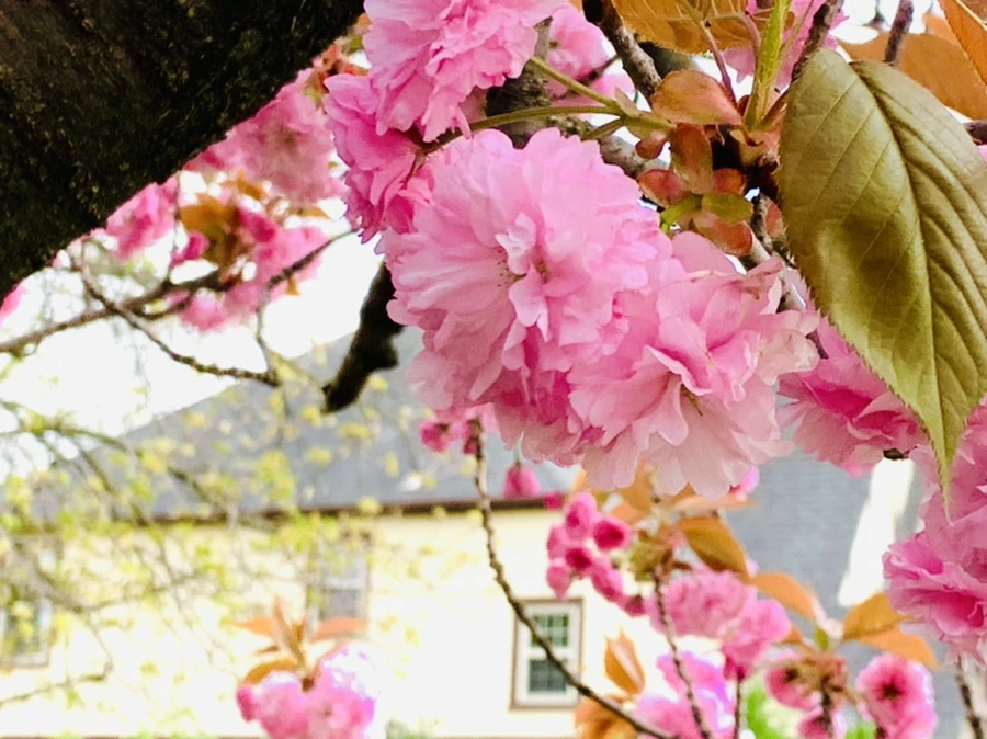 IMG_4412.jpg?type=w966