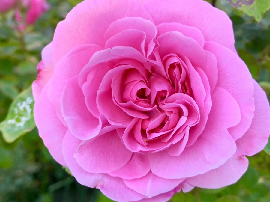 IMG_3581.jpg?type=w966