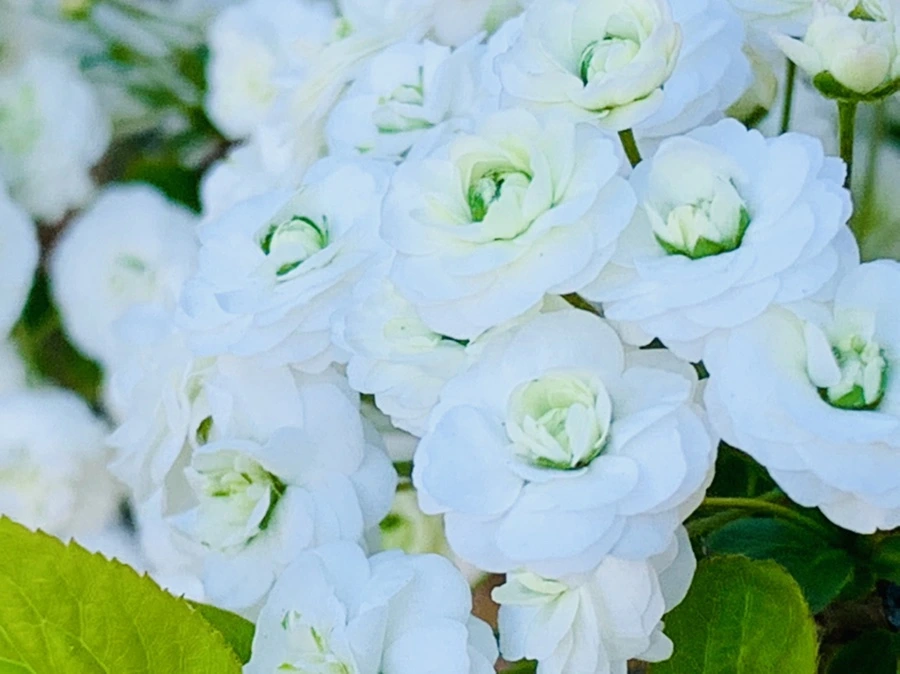 IMG_3306.jpg?type=w966