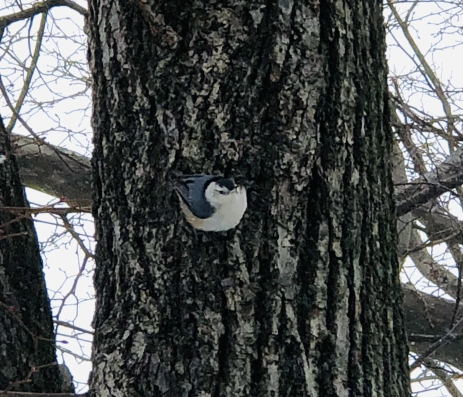 IMG_9011.jpg?type=w966