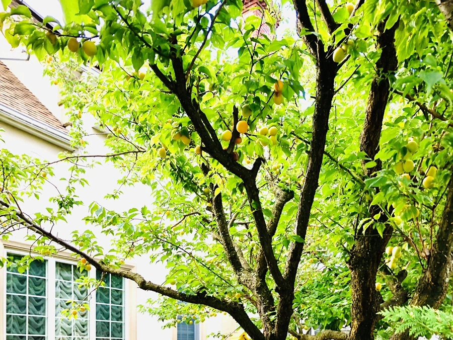 IMG_1369.jpg?type=w966