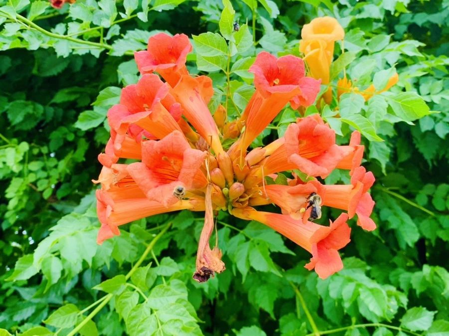 IMG_2355.jpg?type=w966