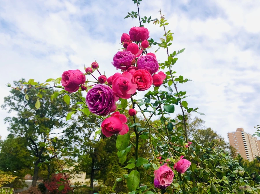 IMG_2808.jpg?type=w966