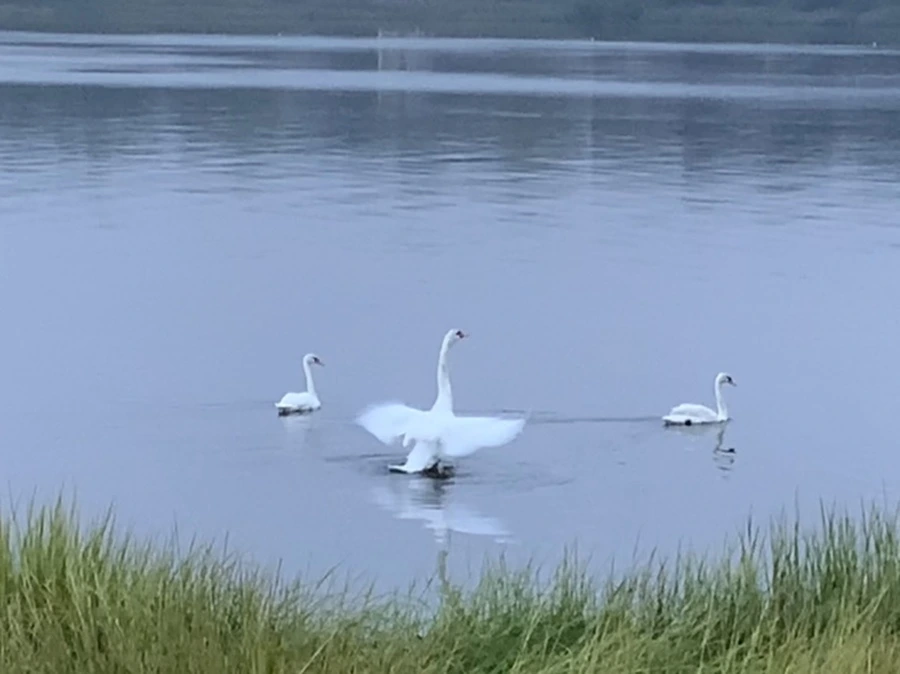 IMG_6650.jpg?type=w966