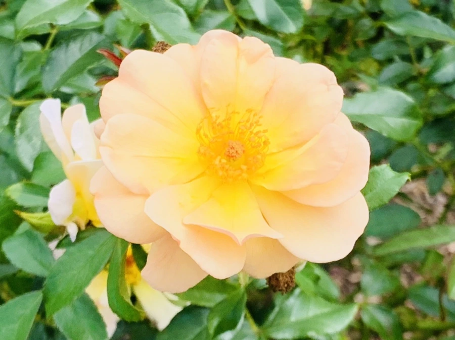 IMG_4930.jpg?type=w966