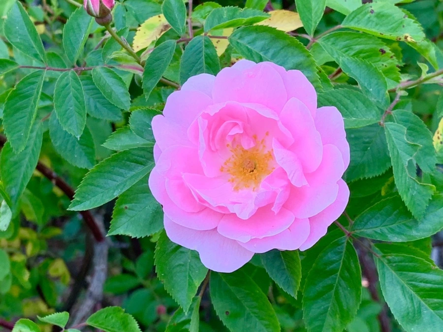 IMG_4207.jpg?type=w966