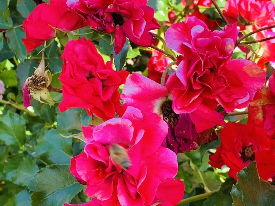 IMG_3116.jpg?type=w966