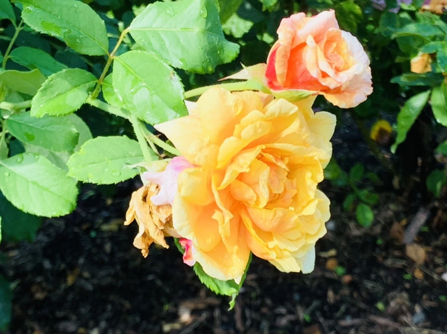 IMG_8410.jpg?type=w966