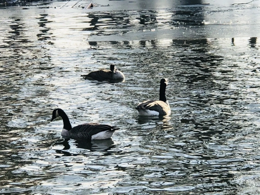 IMG_2830.jpg?type=w966