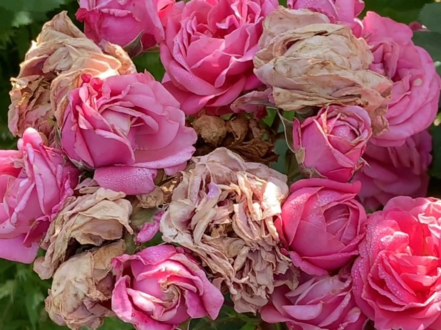 IMG_3106.jpg?type=w966