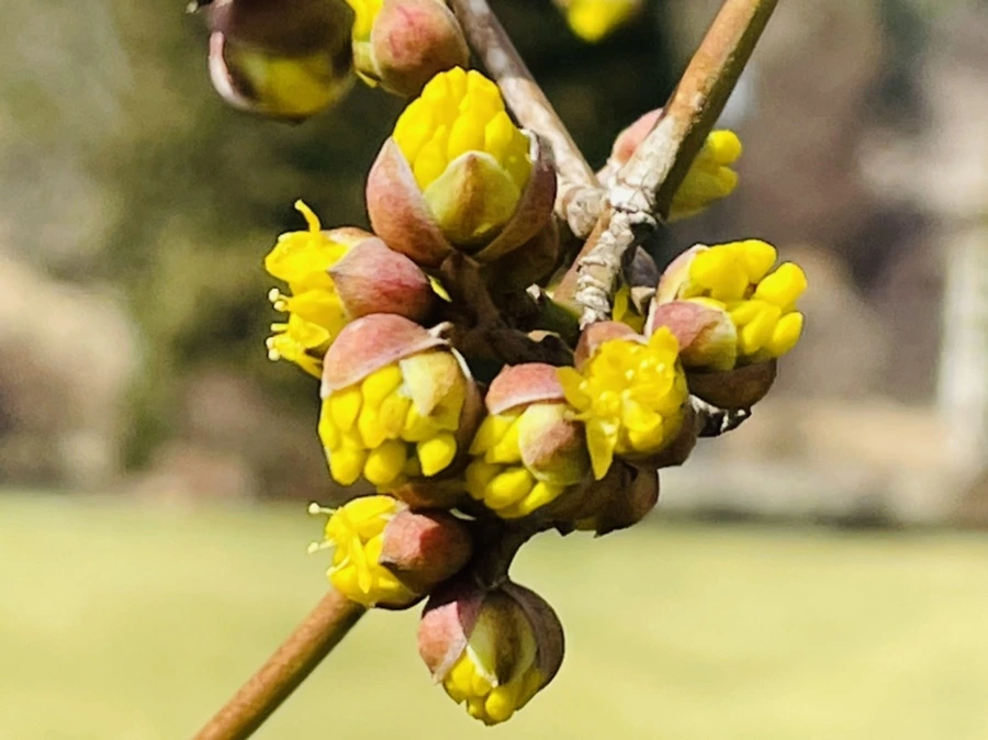 IMG_4249.jpg?type=w966