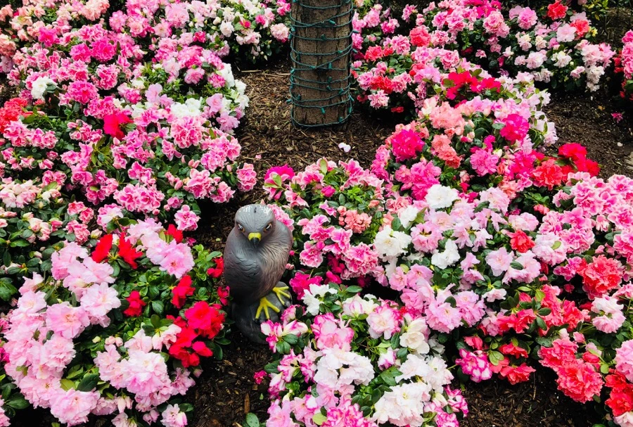 IMG_4270.jpg?type=w966