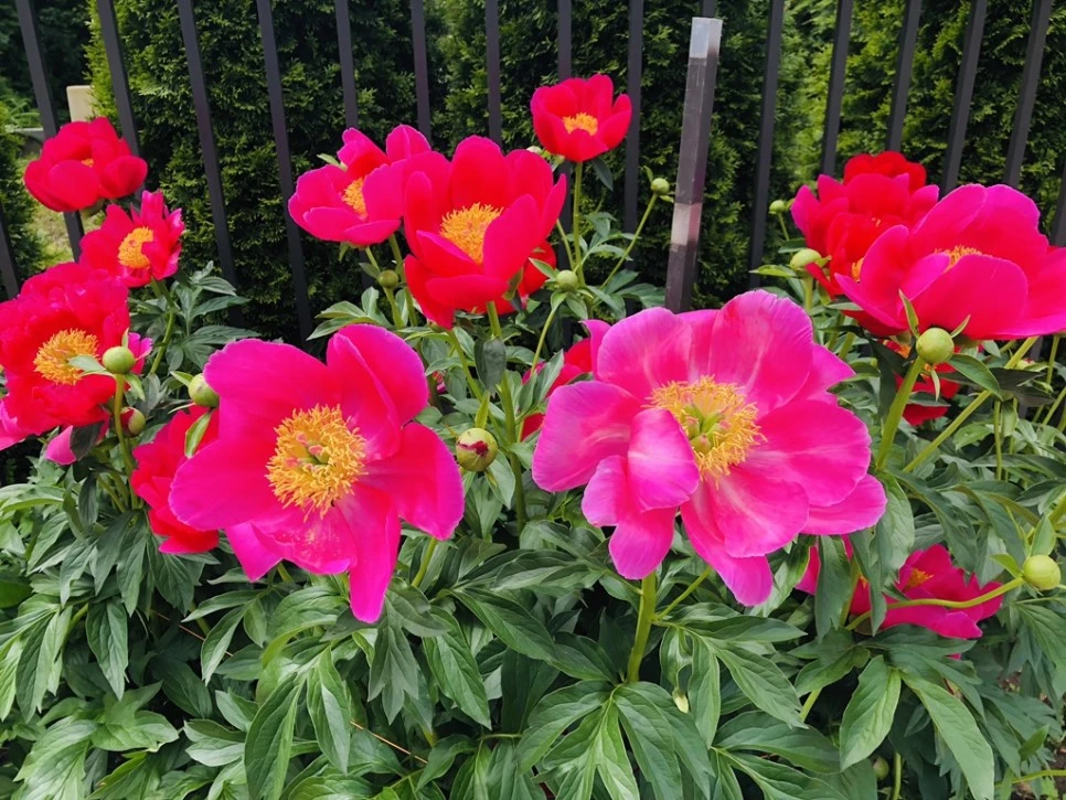 IMG_4920.jpg?type=w966