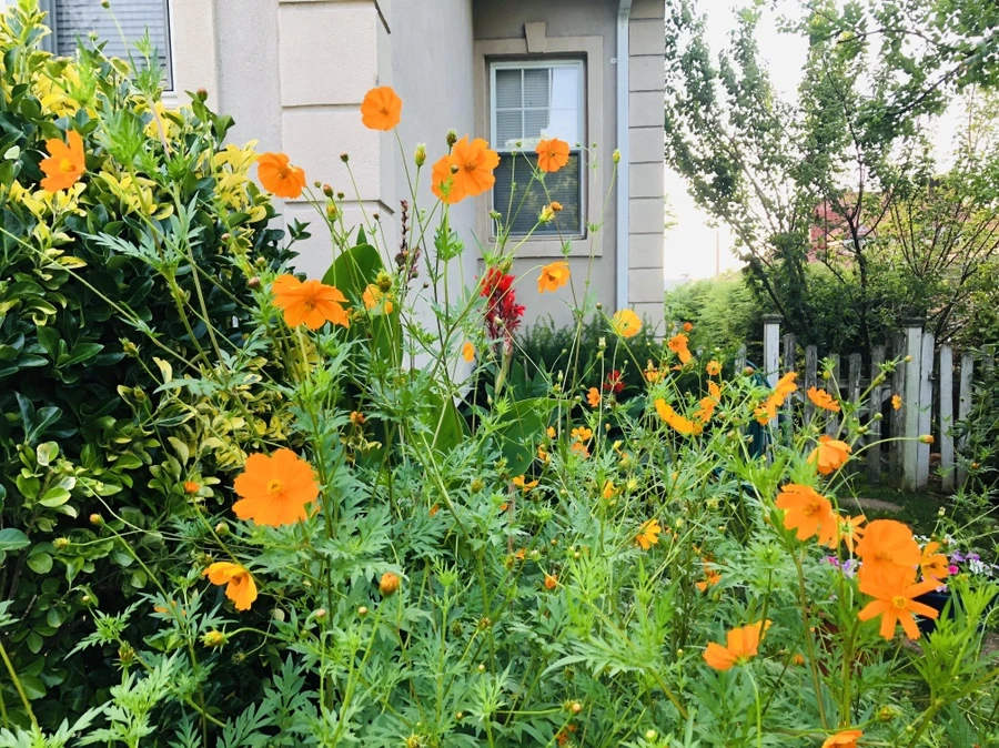 IMG_4471.jpg?type=w966