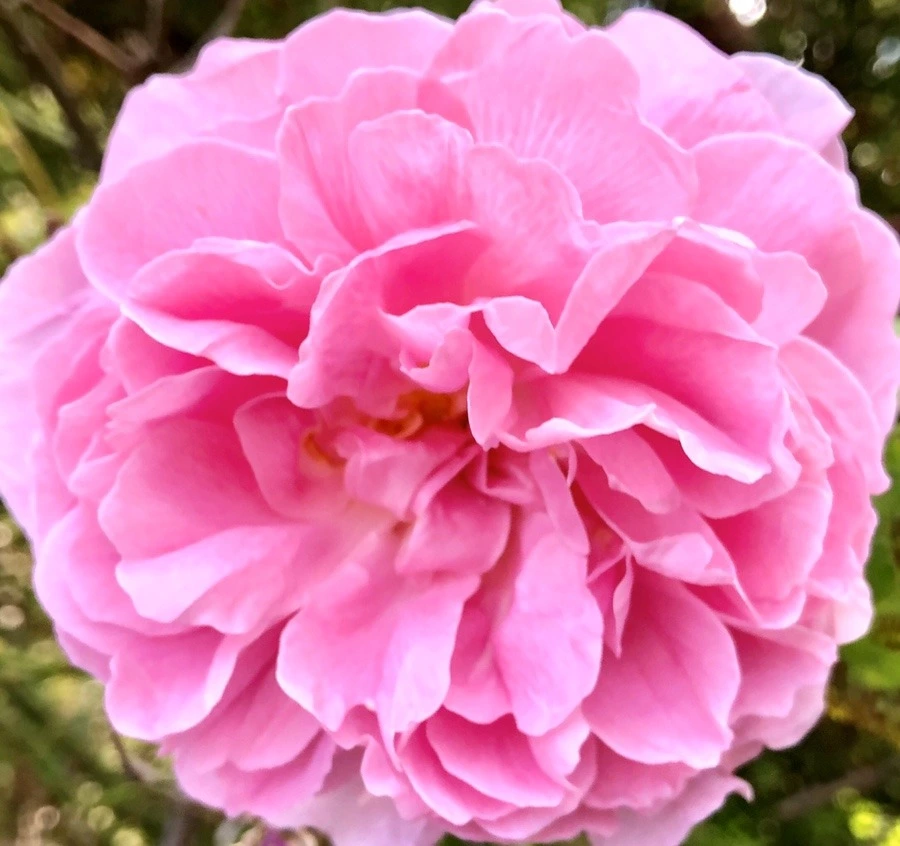 HQpHQpTAVAYXDtHBrIuAzwMec_E