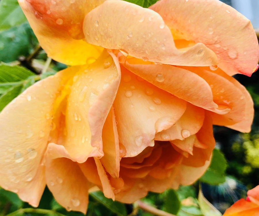 IMG_7397.jpg?type=w966