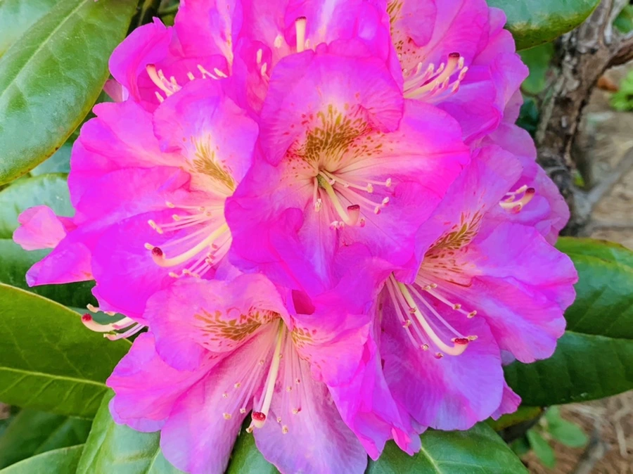 IMG_2011.jpg?type=w966