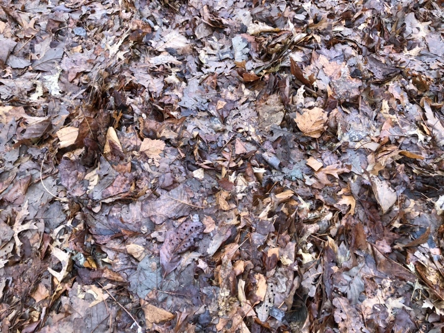 IMG_8130.jpg?type=w966