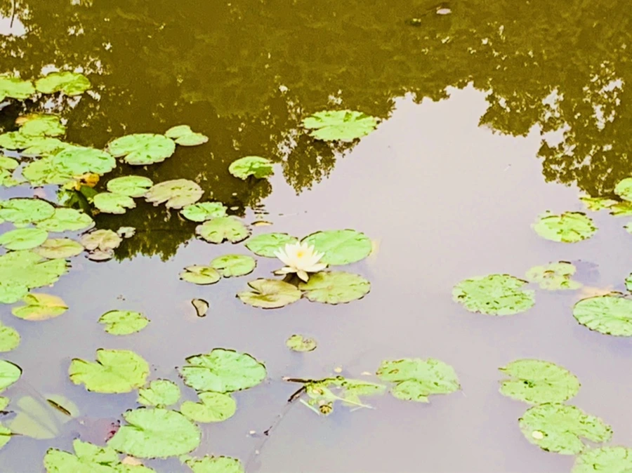 IMG_7156.jpg?type=w966