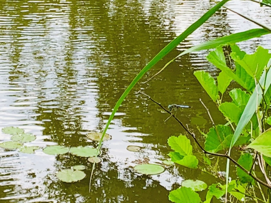 IMG_5179.jpg?type=w966