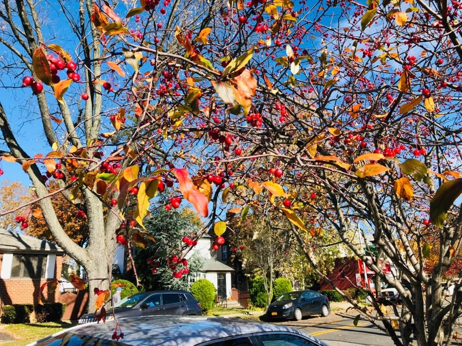 IMG_7486.jpg?type=w966