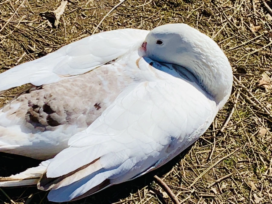 IMG_8885.jpg?type=w966