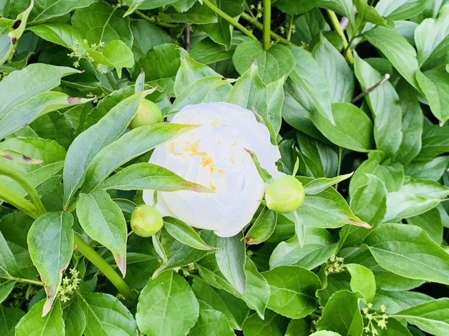 IMG_3286.jpg?type=w966