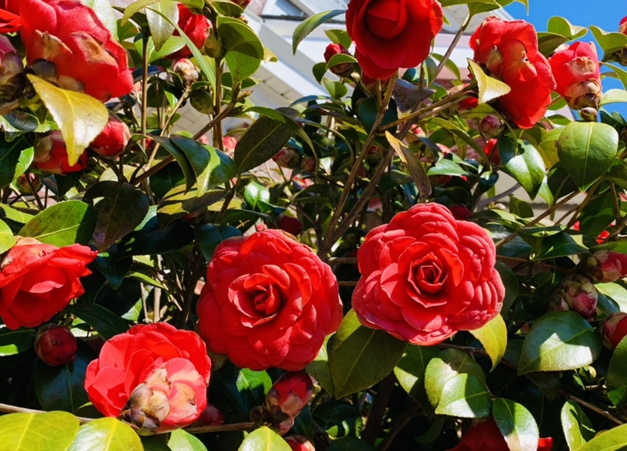 IMG_7762.jpg?type=w966