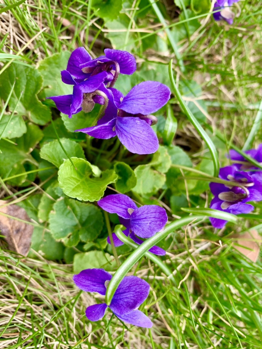 IMG_6675.jpg?type=w966