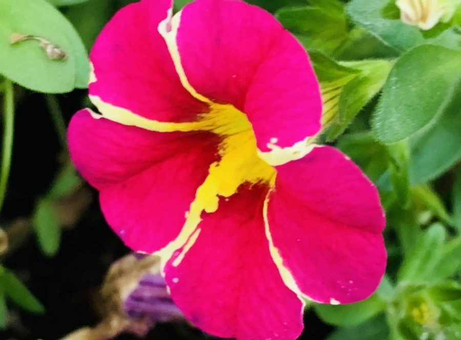 IMG_2259.jpg?type=w966