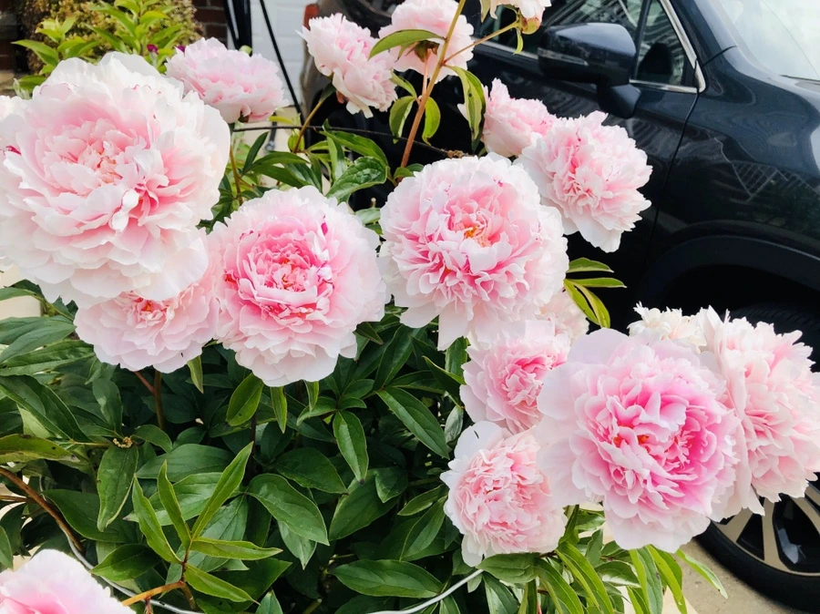 IMG_7876.jpg?type=w966