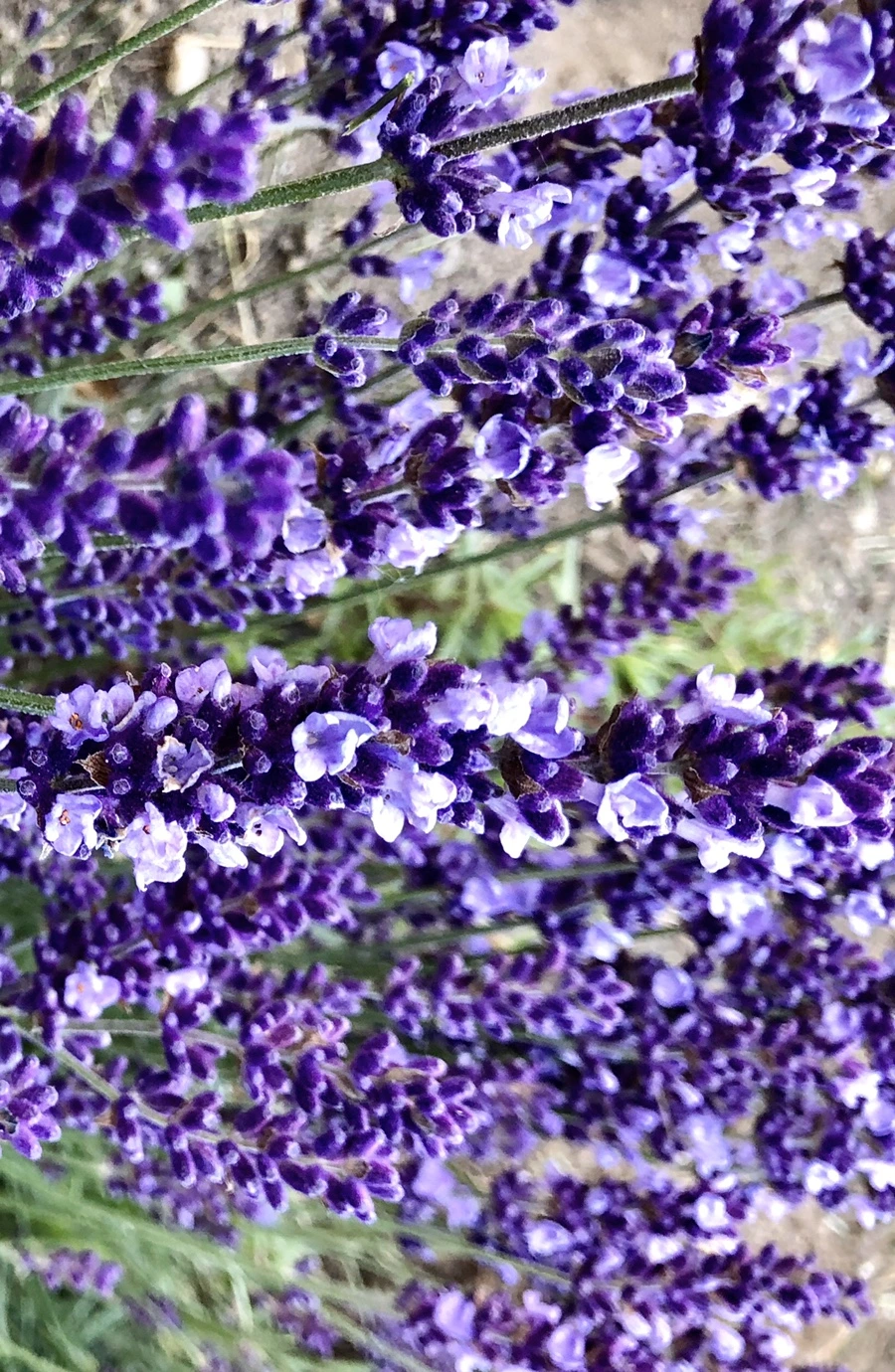 IMG_8523.jpg?type=w966