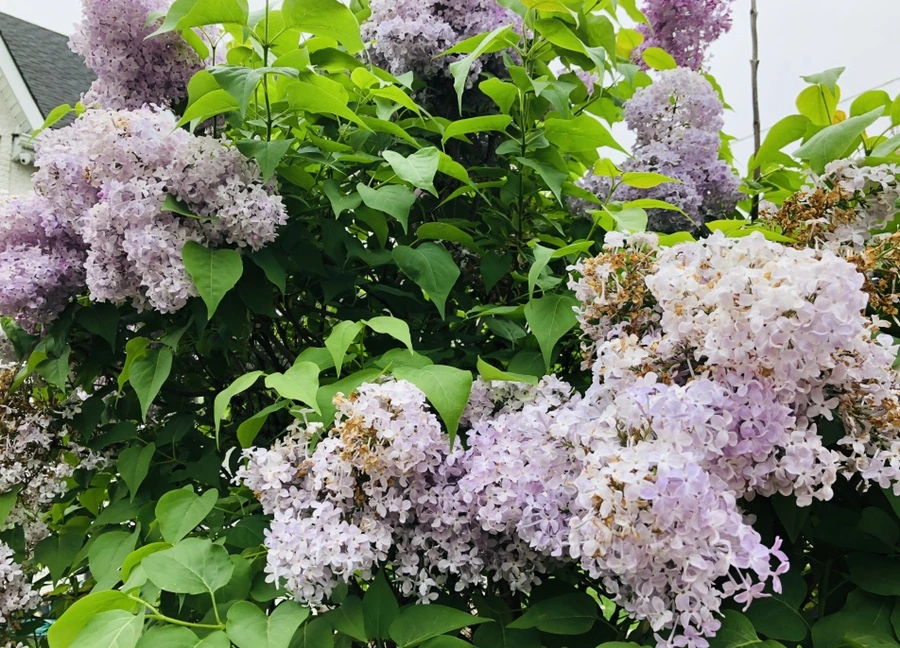 IMG_4033.jpg?type=w966