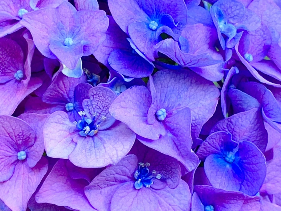 IMG_8771.jpg?type=w966