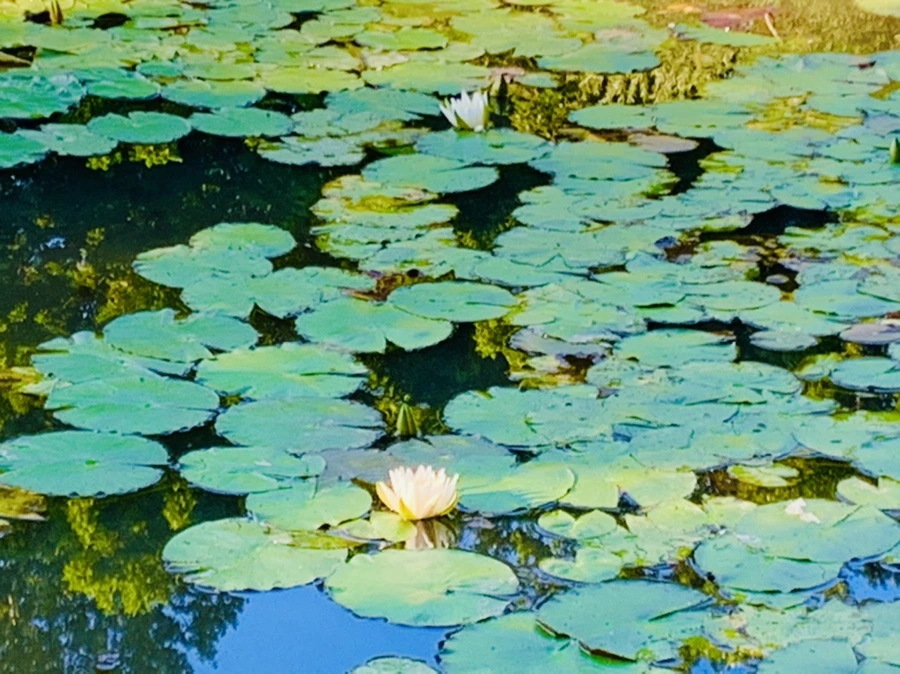 IMG_4269.jpg?type=w966