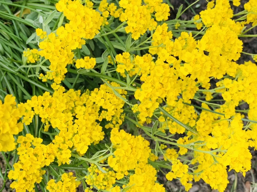 IMG_4539.jpg?type=w966