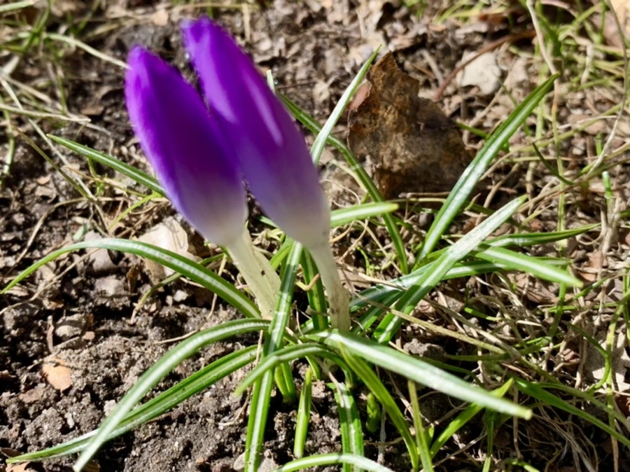 IMG_7463.jpg?type=w966