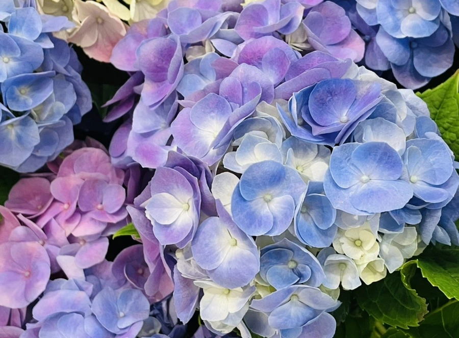 IMG_7736.jpg?type=w966