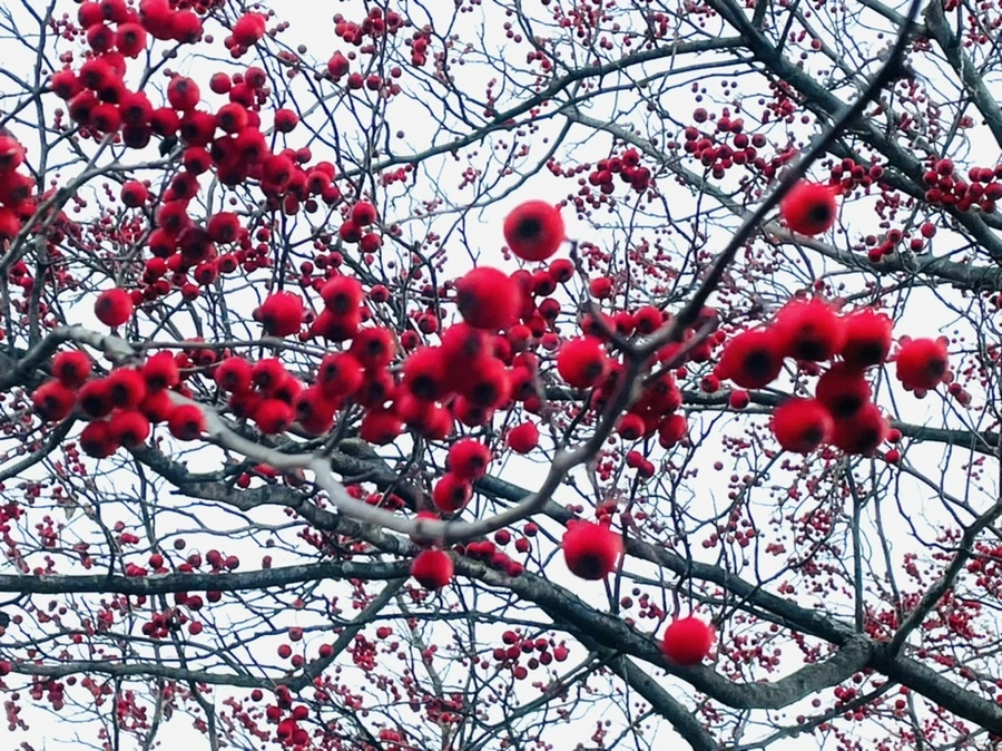 IMG_7520.jpg?type=w966