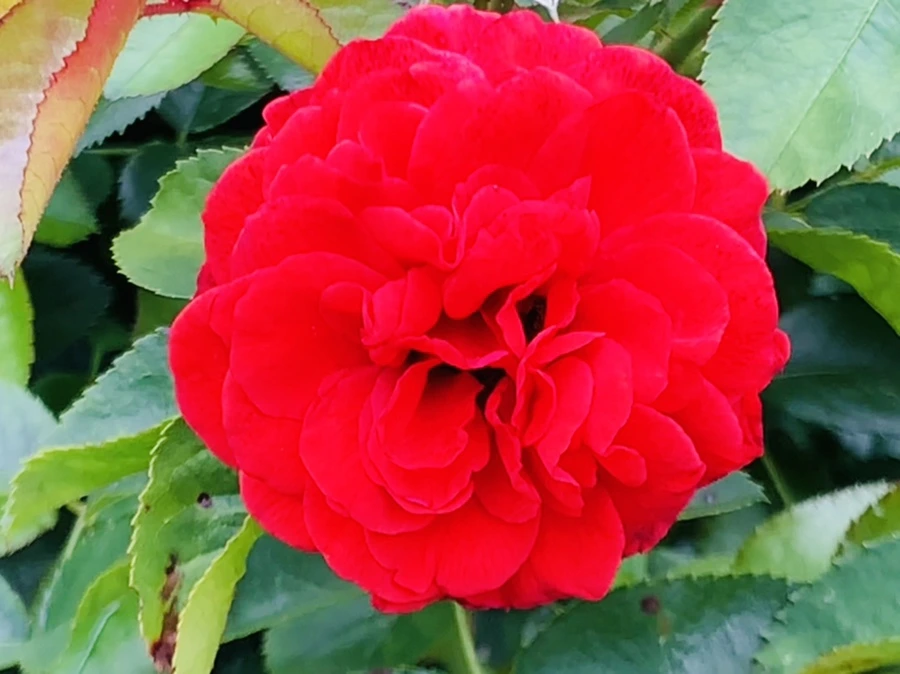 IMG_5039.jpg?type=w966