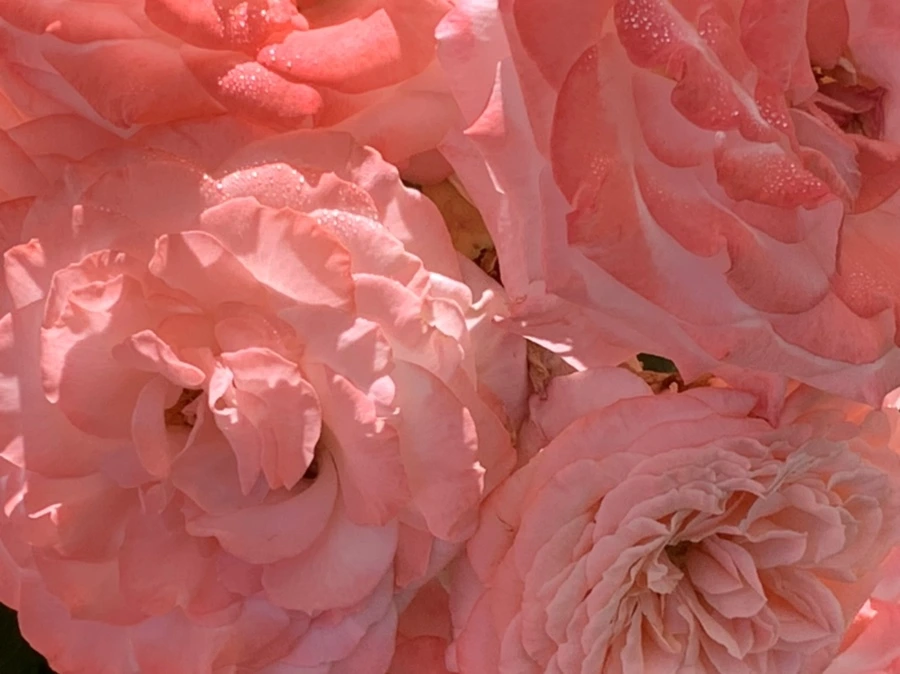 IMG_3107.jpg?type=w966