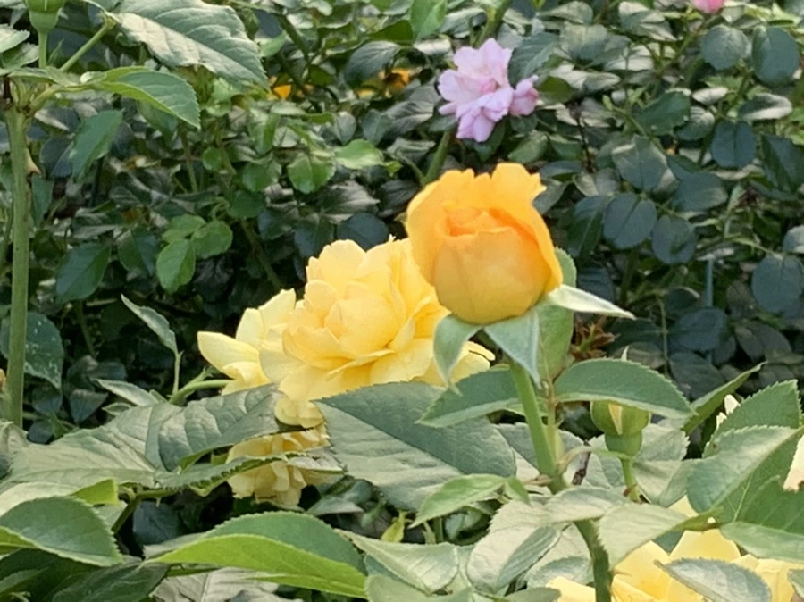 IMG_2948.jpg?type=w966