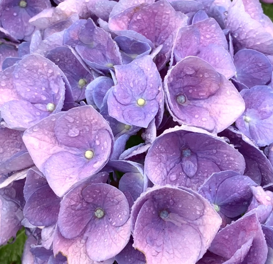 IMG_6184.jpg?type=w966