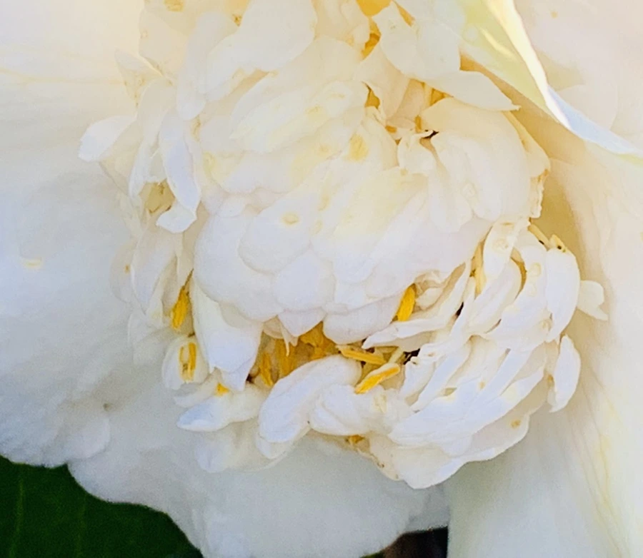 IMG_7536.jpg?type=w966